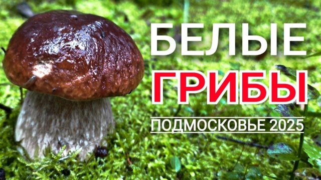 БЕЛЫЕ ГРИБЫ растут на каждом шагу. Нашел грибное место в Подмосковье.
