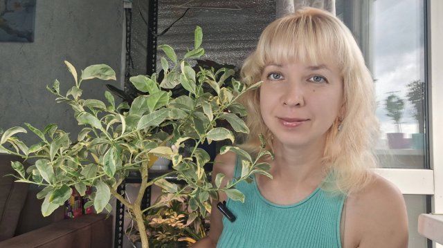 Цитрус на автополиве
