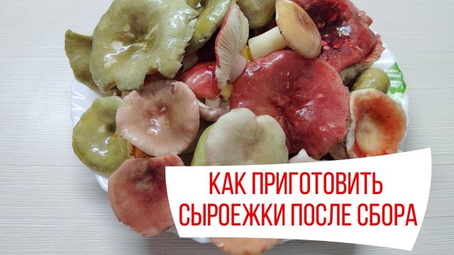 Как почистить и приготовить СЫРОЕЖКИ после сбора
