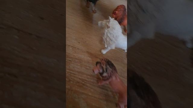 мини фильм джин