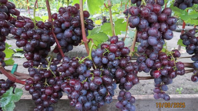 19.08.2025. Виноград ПАМЯТИ УЧИТЕЛЯ в г. Липецке.