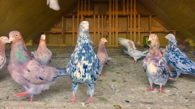 Мои племенные мраморные бакинские голуби! #Голуби#Pigeons