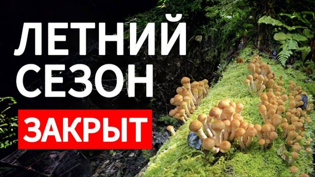 Удачная ТИХАЯ ОХОТА в последний день лета. ЛЕС утопает в разнообразии ГРИБОВ в Подмосковье!
