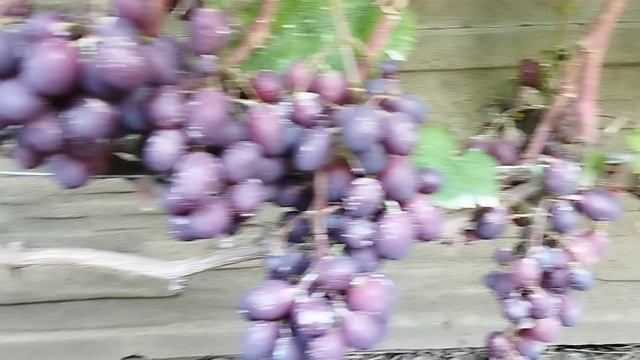 31 августа виноград Памяти учителя в Брянске