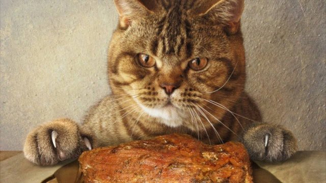 ПРИКОЛЫ С ЖИВОТНЫМИ ДО СЛЕЗ #171 Смешные КОТЫ И СОБАКИ  Приколы
