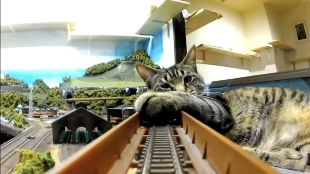 Кошки и железная дорога