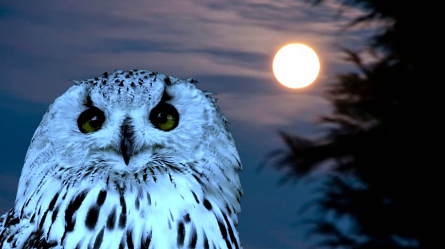 ✨🌙🦉 ЗВУКИ  НОЧНОГО  ЛЕСА 🦉🌙✨