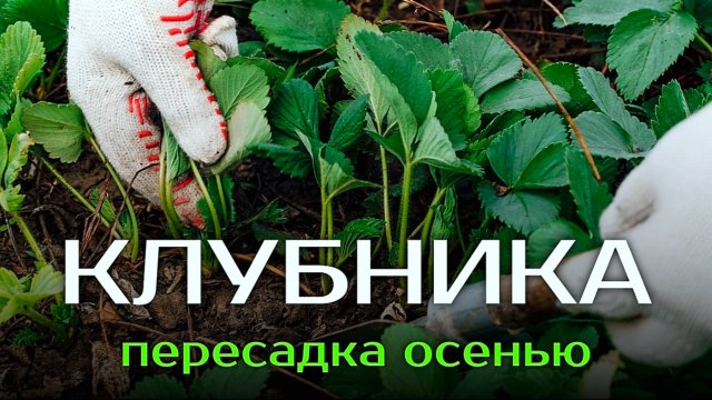 КОГДА ПЕРЕСАЖАТЬ КЛУБНИКУ НА НОВОЕ МЕСТО ОСЕНЬЮ🍓🍂