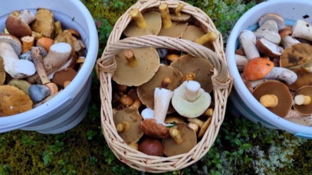 Как мы ходили за грибами😀 (27.08.2025 Ленинградская обл.)