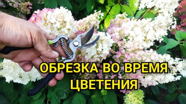 Обрезка гортензии метельчатой во время ЦВЕТЕНИЯ: зачем это нужно?