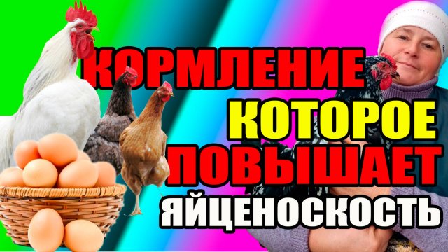КОРМЛЕНИЕ, которое ПОВЫШАЕТ яйценоскость.