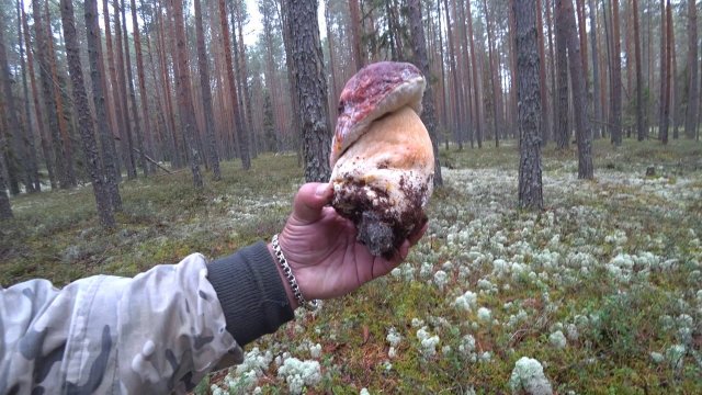 МОНСТРЫ ТАЙГИ! СКОРО НА КАНАЛЕ!