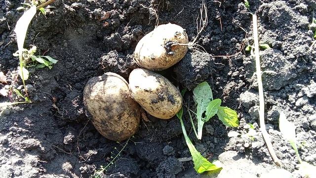 картофель сорт Адретта