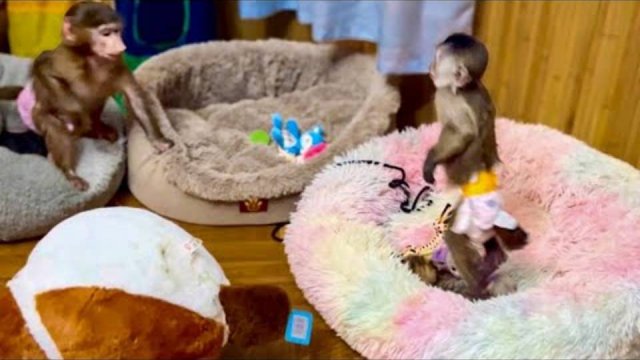 ТАК СМЕШНО! Анфиса ИСПУГАЛАСЬ Тигру, а Финик стал ЗАЩИЩАТЬ свою подружку!