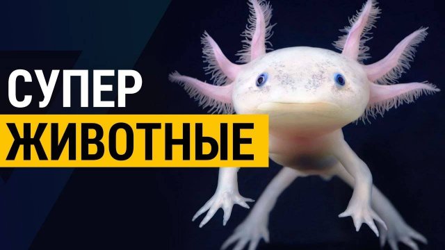 ▽ 20 животных с невероятными способностями
