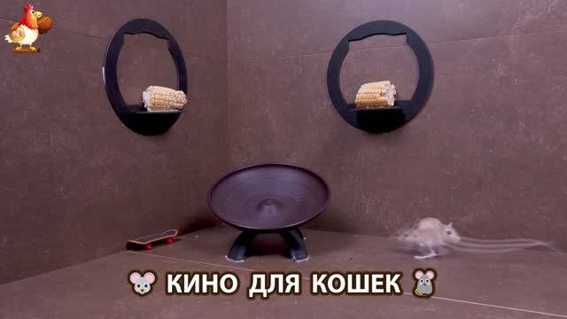 Видео для кошек про крысок развлекать питомцев 🐭🐀😂 (296)