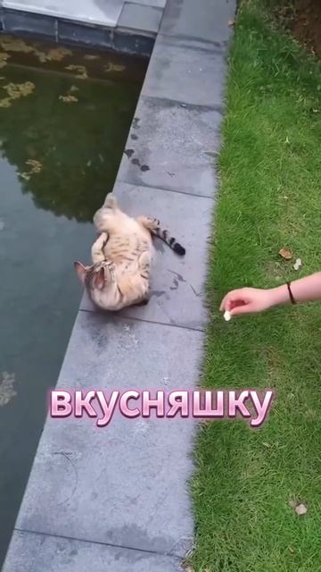 Этот котик хочет с тобой поговорить