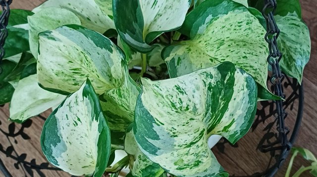 Нарастили корни🌿, пора сажать😉🪴