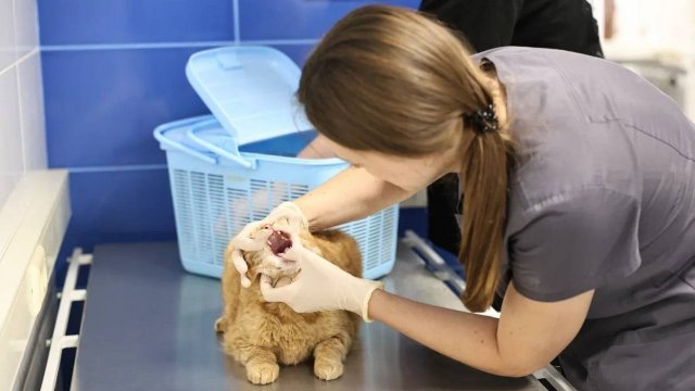 (12+) Ветеринаров поздравили с профессиональным праздником
