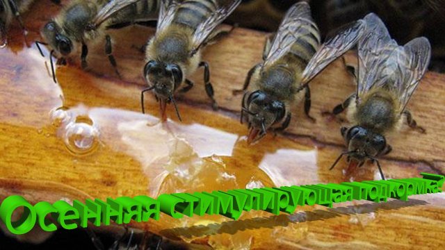 Осенняя подкормка пчёл: стоит ли делать? | Проф. Кашковский
