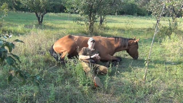 Онлайн обучение лошади от нуля и до кордео. Horse family +79515024687