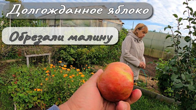 ДОЛГОЖДАННОЕ ЯБЛОКО Обрезали малину