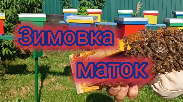 Зимовка маток