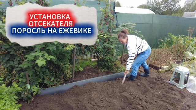 ПОРОСЛЬ ЕЖЕВИКИ РАЗБЕЖАЛАСЬ ПО УЧАСТКУ - КАК ИЗБАВИТЬСЯ ОТ ПОРОСЛЕЙ НАВСЕГДА БЕЗ ДЕДОВСКОГО ШИФЕРА