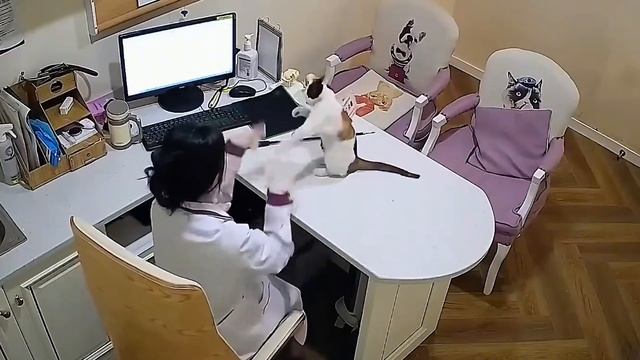 NEW! BRAIN TIME.  КОГДА РАБОТАТЬ ПРОСТО НЕВОЗМОЖНО😹ЛУЧШИЕ ВИДЕО С ЖИВОТНЫМИ 2025