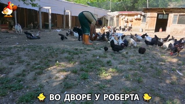 Содержание кур в домашних условиях и других птиц во дворе у Роберта 🐣🐤🦆🐔🪿🦃 (196)
