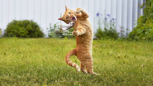 ПРИКОЛЫ С ЖИВОТНЫМИ ДО СЛЕЗ #173 Смешные КОТЫ И СОБАКИ Приколы