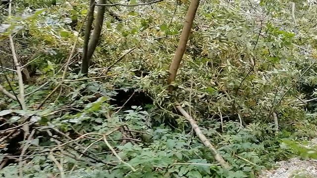 3.09.2025.Усадьба Парк Кино Ляхово. Парк Сибирских Кошек. Домодедово. Обзор проведённых работ. Ликви