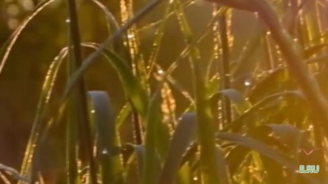 Истории любви из жизни слушать онлайн. Как фильм разрушил мой брак...