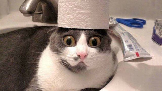 ПРИКОЛЫ С ЖИВОТНЫМИ ДО СЛЕЗ #175 Смешные КОТЫ И СОБАКИ Приколы