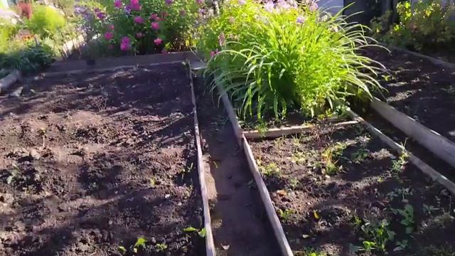Мы на даче решили прогуляться по лесу 🌳