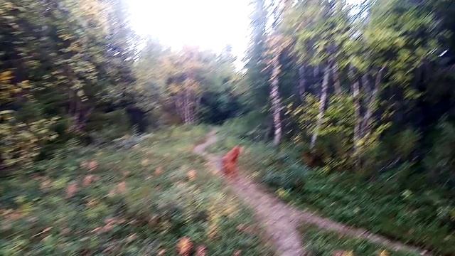 Осенний лес на Севере