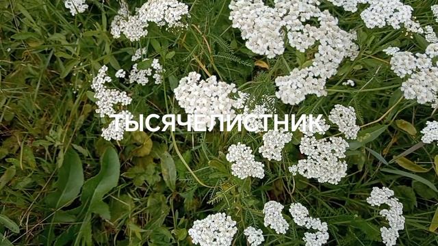 ЦЕЛЕБНЫЕ КЛАДОВЫЕ ПРИРОДЫ 🌿