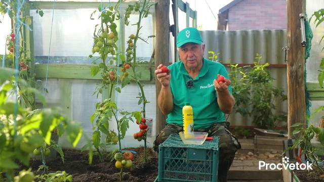 ЭЛЕМЕНТ №1 ДЛЯ ТОМАТОВ! Ускорил созревание, спас от болезней и заморозков, налил плоды сладостью