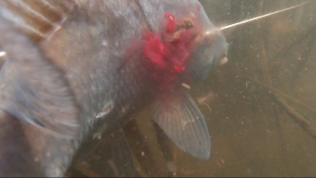 «Кровавая  бойня» фильм N7 подводная охота сезона 2025