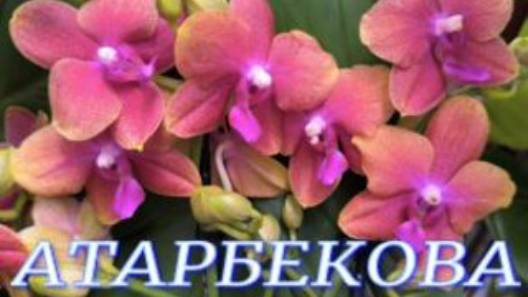 №1115/ МОРЕ свежих ОРХИДЕЙ в с/ц на АТАРБЕКОВА