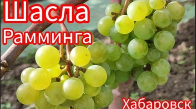 Шасла Рамминга. Особенности сорта