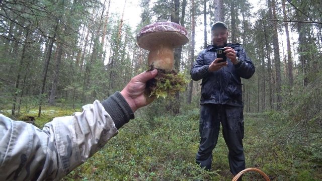 КАК У МЕНЯ БРАТУЛЕЦ В ДЕРЕВНЕ ЖИЛ!? ГРИБНАЯ ЛИХОРАДКА 2025, РАЗНЫЕ ГРИБЫ \ ТИХАЯ ОХОТА В САМОМ СОКУ.