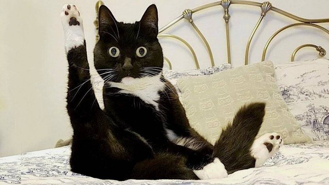 ПРИКОЛЫ С ЖИВОТНЫМИ ДО СЛЕЗ #178 Смешные КОТЫ И СОБАКИ Приколы