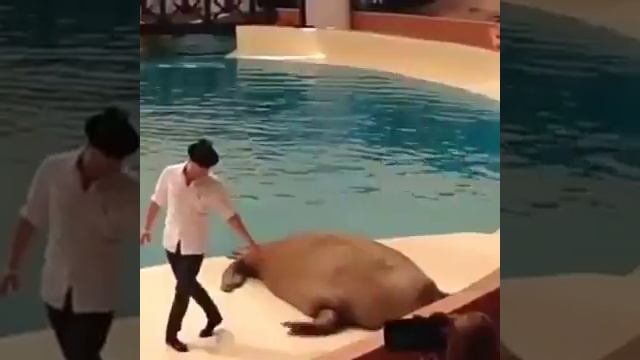 СМЕШНЫЕ ВИДЕО ПРИКОЛЫ СМОТРЕТЬ ОНЛАЙН / БЕСПЛАТНЫЕ ВИДЕО ПРИКОЛЫ СМОТРЕТЬ НА ПРИКОЛЬНОМ КАНАЛЕ ЮМОРА