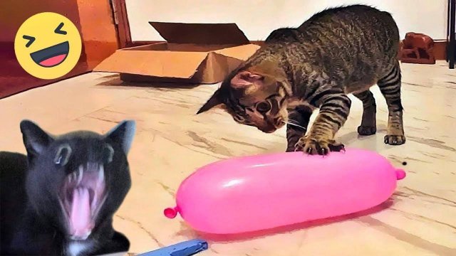 Смешные видео с кошками (Подборка №25)