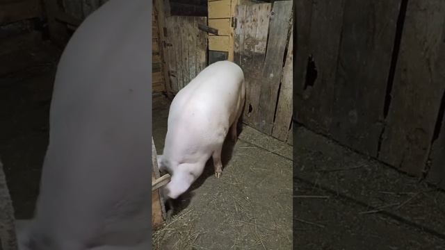 04-09-2025 🐽🐽🐽