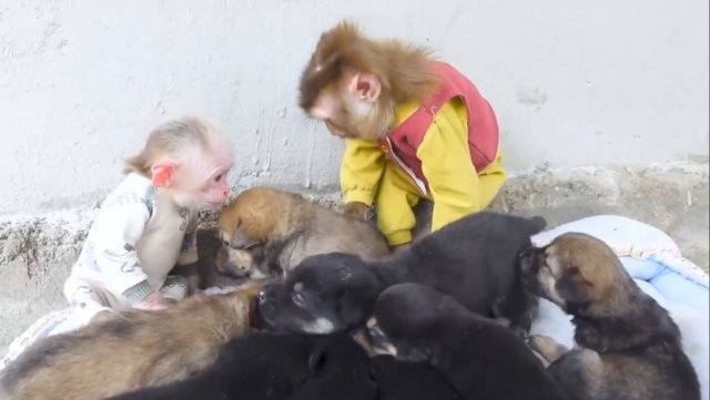Обезьянки МАЛЕХА и БУКАШКА кроха впервые видят помет щенят Страшно но знакомятся и играют Лежат