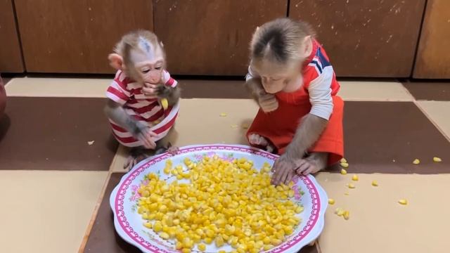 Обезьянки МАЛЫШКИ драчуны едят ВАРЕНУЮ КУКУРУЗУ Дерутся как дети ЗАБАВНАЯ КОМЕДИЯ