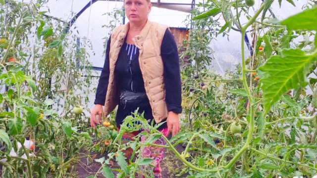 Расскажу про дядь Витину жизнь пока убираю в теплице
