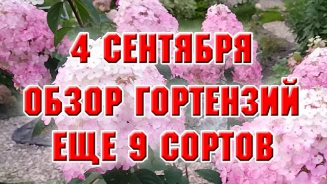 4 сентября. Обзор моих гортензий. Ещё 9 сортов